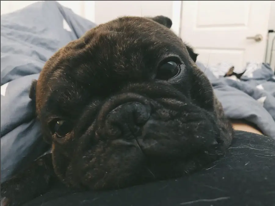 A Frenchie Pug lying on top of the person on the bed