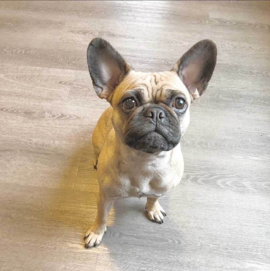 A Frenchie Pug puppy sitting on the floor with its begging face