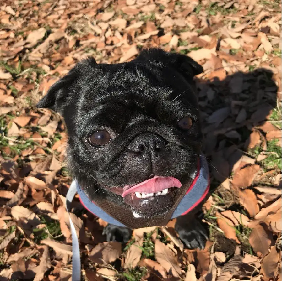 A black Frenchie Pug sitting on top of the dried leaves under the sun while smiling