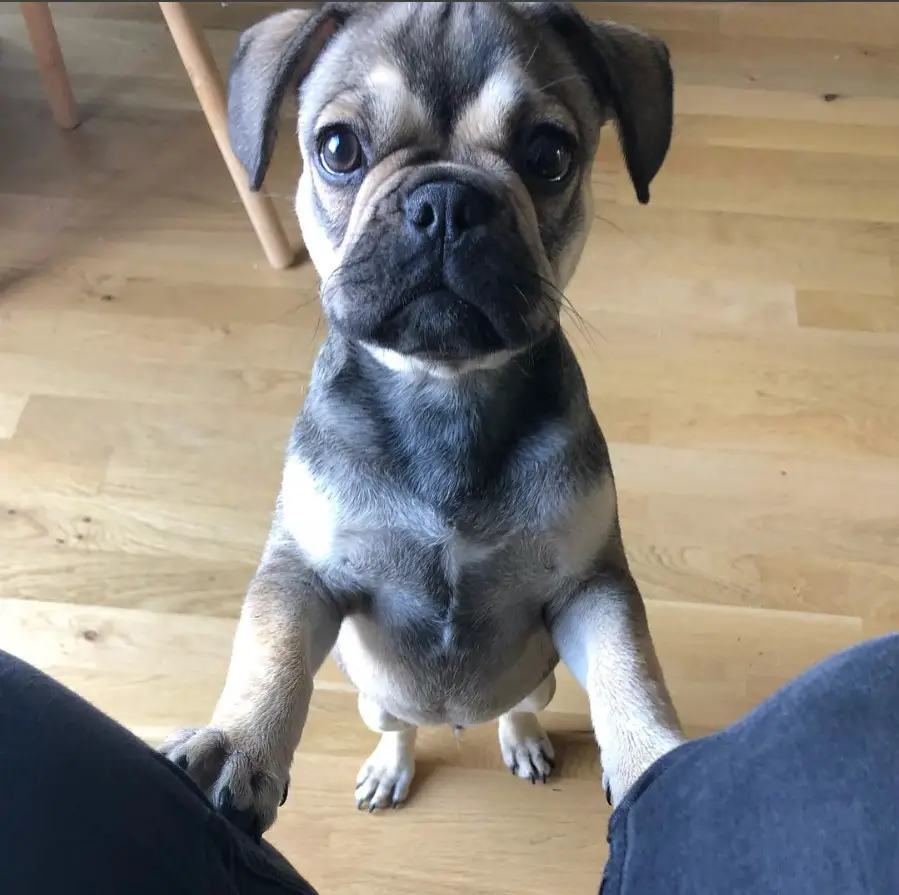 16 French Bulldogs Mixed With Pug The Paws