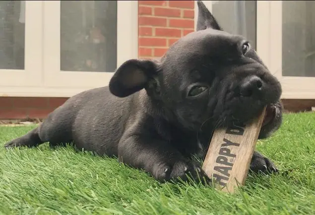 A black Frenchie Pug puppy lying on the grass while biting a small wooden sign board