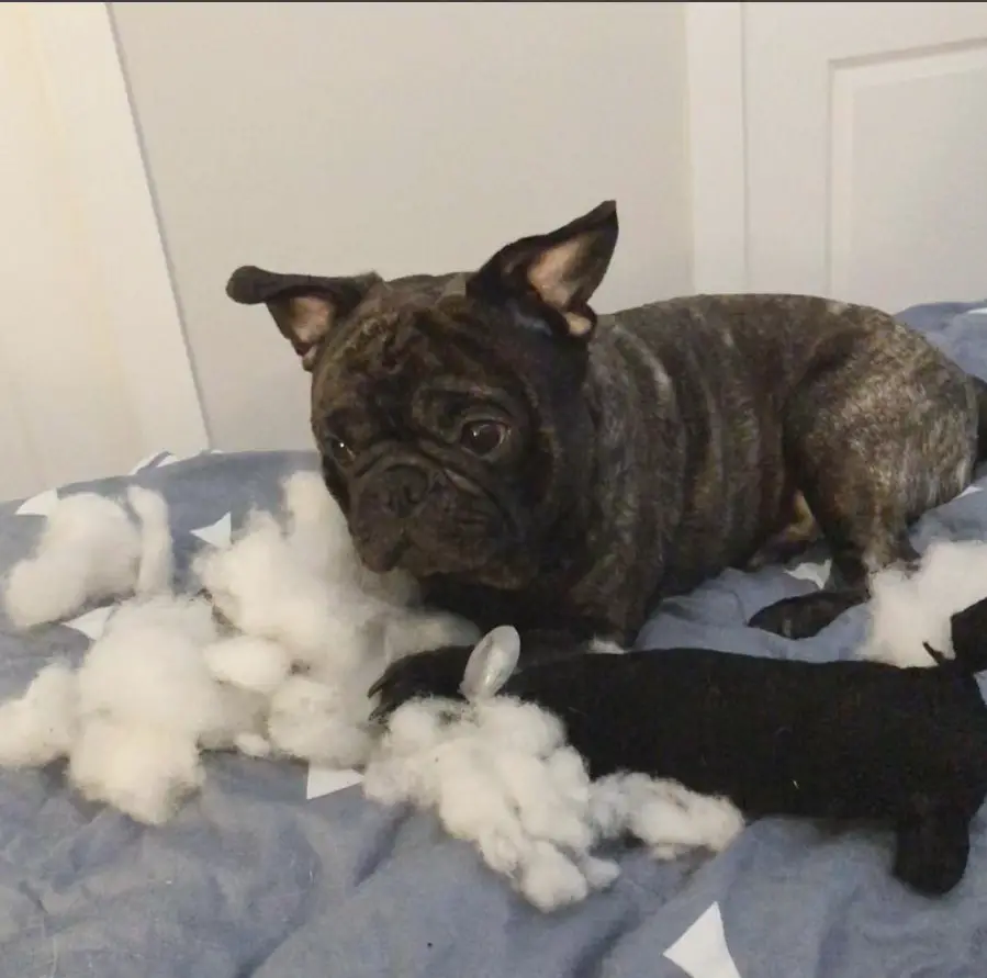 A Frenchie Pug lying on the bed with foam fillers