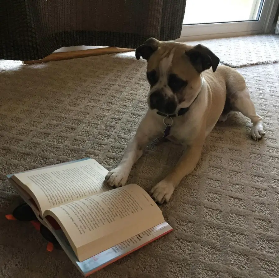 A Frenchie Pug lying on the floor while staring at an open book in front of him