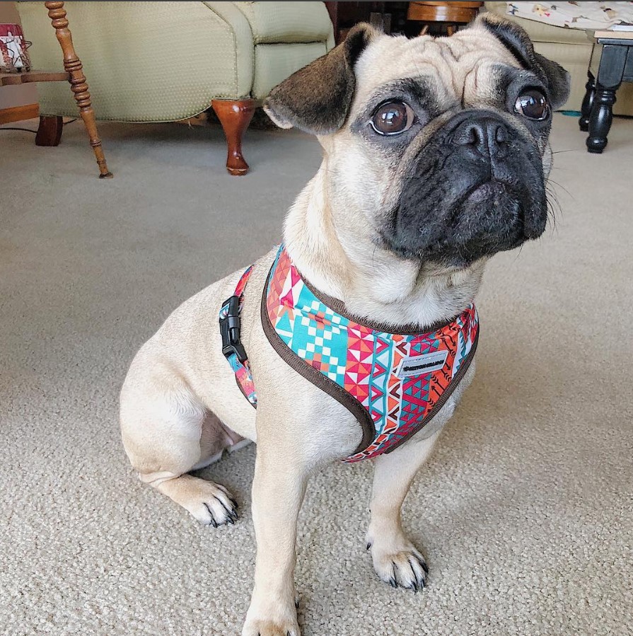 A Frenchie Pug sitting on the floor with its begging face