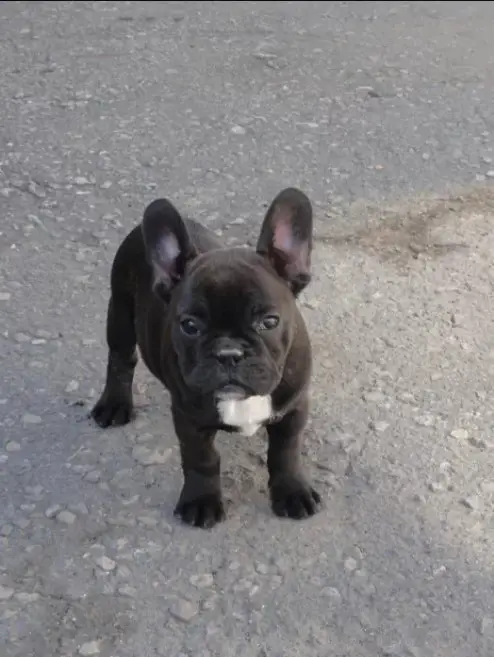 10+ Best French Bulldog Names - The Paws