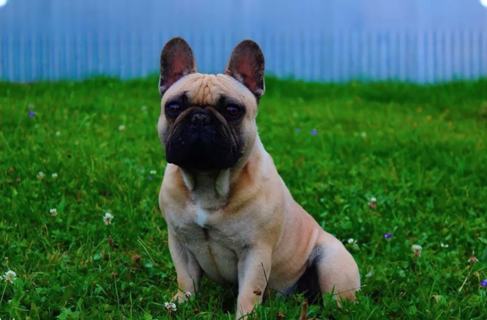 10+ Best French Bulldog Names - The Paws