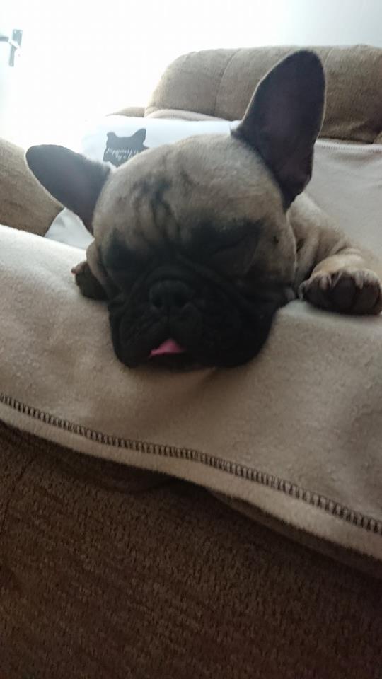 French Bulldog sleeping on the couch with its head hanging on the edge while its small tongue its out