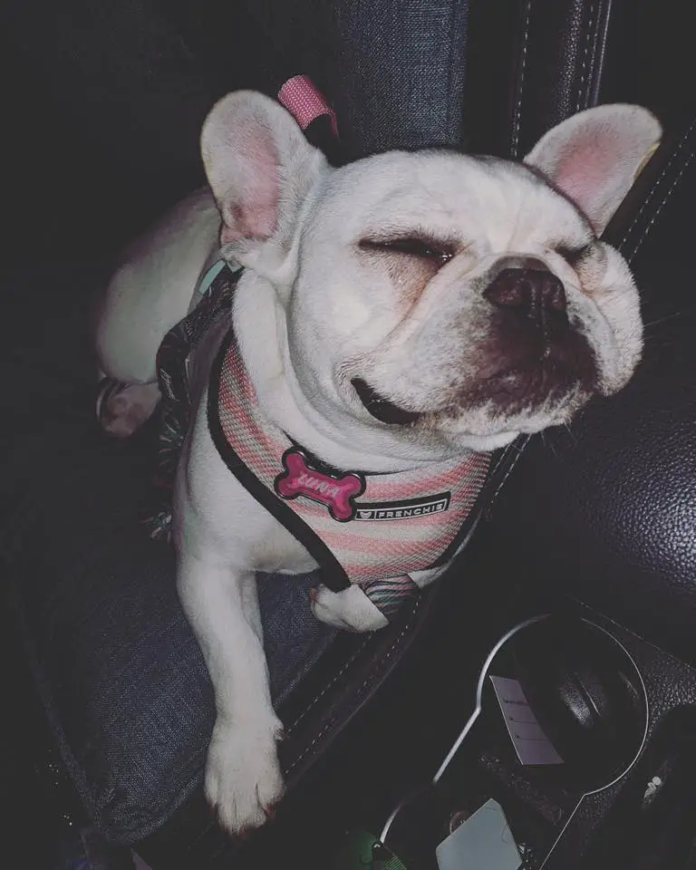 French Bulldog sleeping on the passenger seat at night