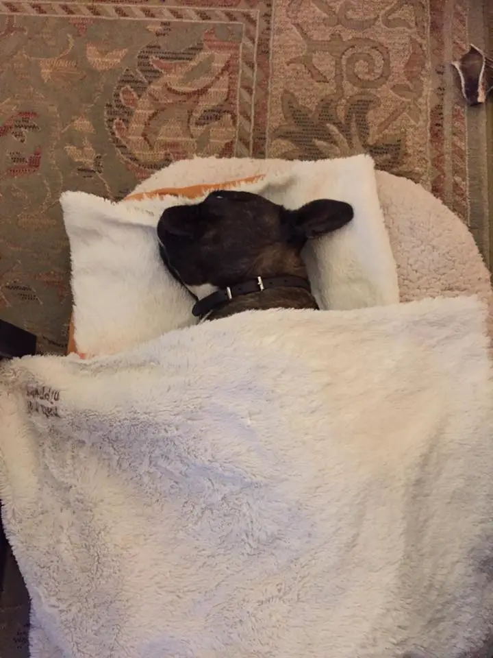 A French Bulldog sleeping on the floor under the blanket