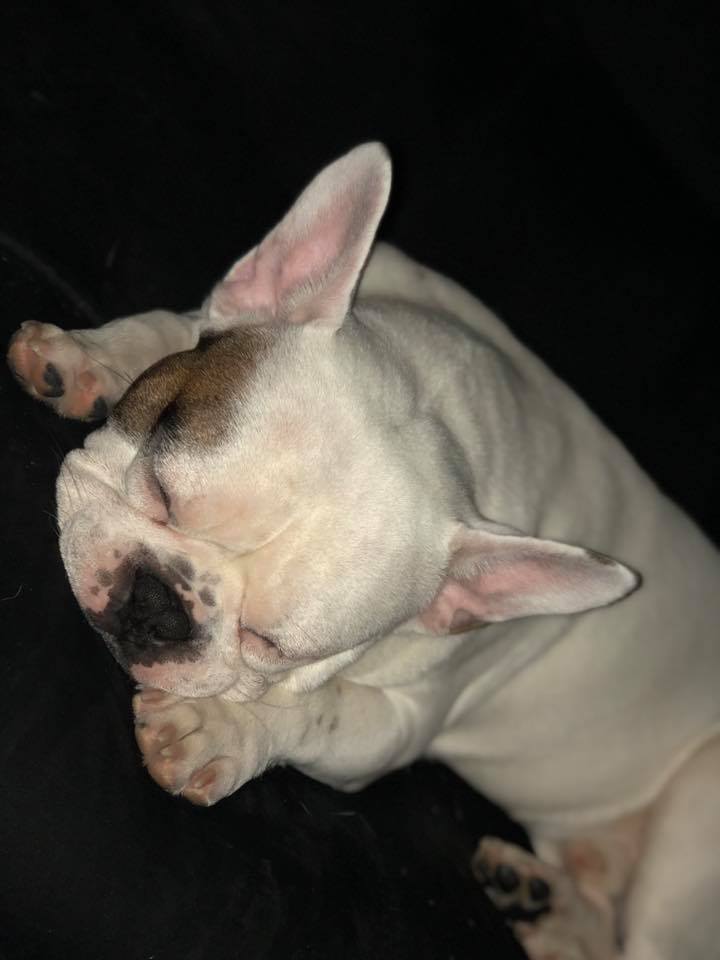 A French Bulldog sleeping on the bed with its face in between its paws