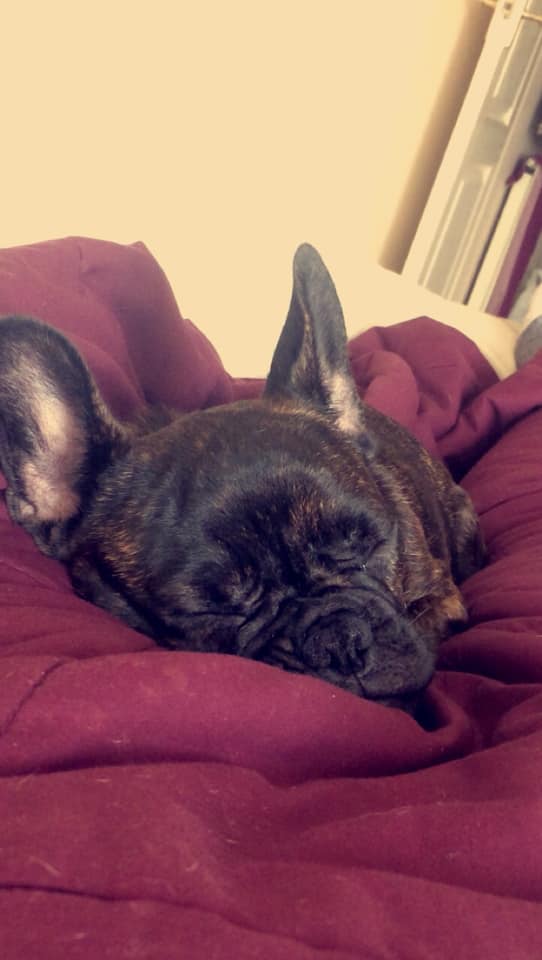 A French Bulldog lying on its bed sleeping