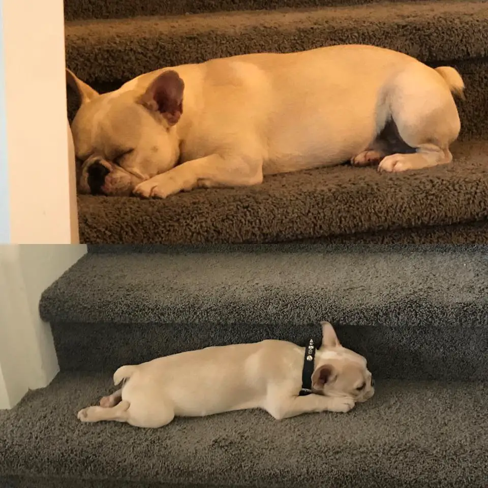 two photos of a French Bulldog sleeping on the stairs