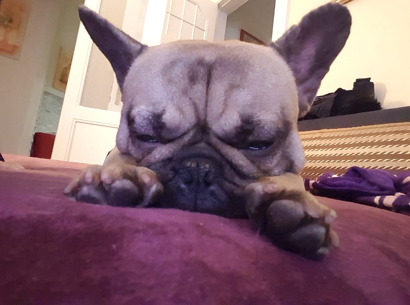 grumpy face of a French Bulldog in between its paws while lying on the bed