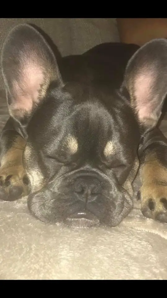 A French Bulldog sleeping on the couch with its face in between its paws
