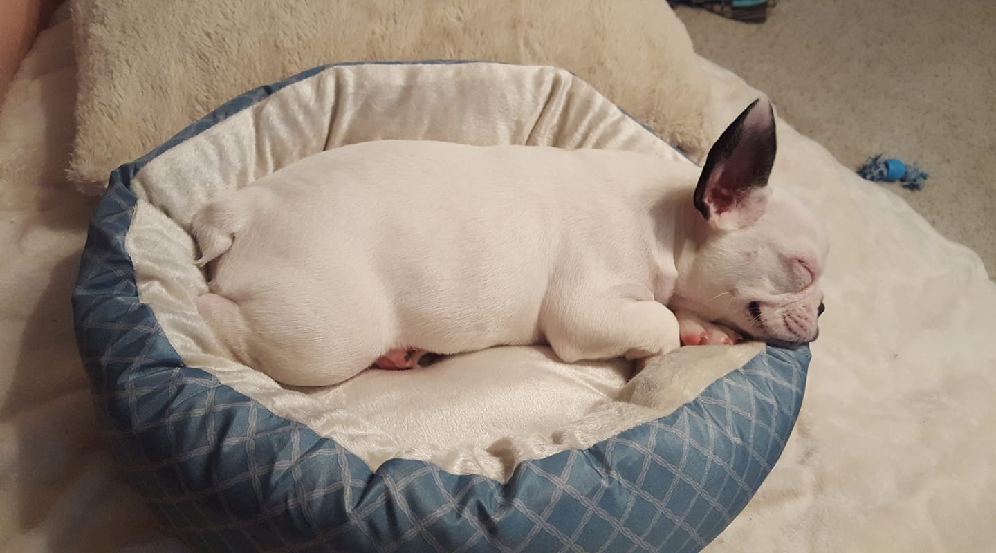 French Bulldog sleeping soundly on its bed with its head on top of its paws