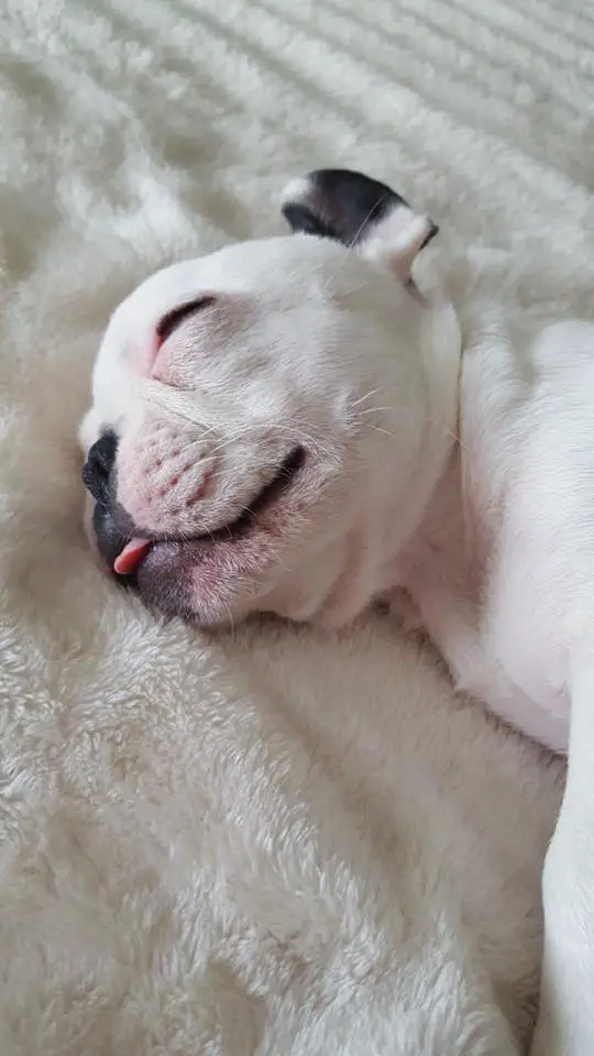 French Bulldog sleeping on its bed with its small tongue out