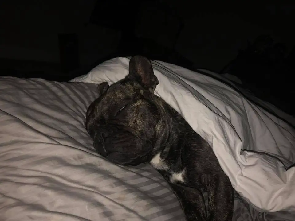 French Bulldog sleeping on the bed at night