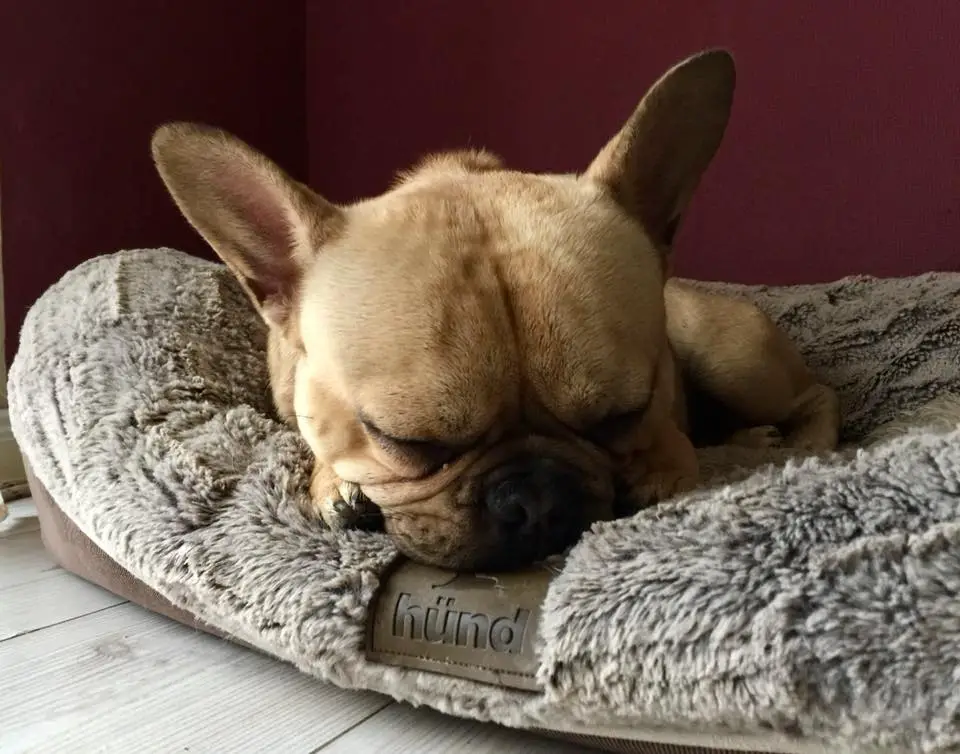 A French Bulldog sleeping on its bed with its face on top of its paws