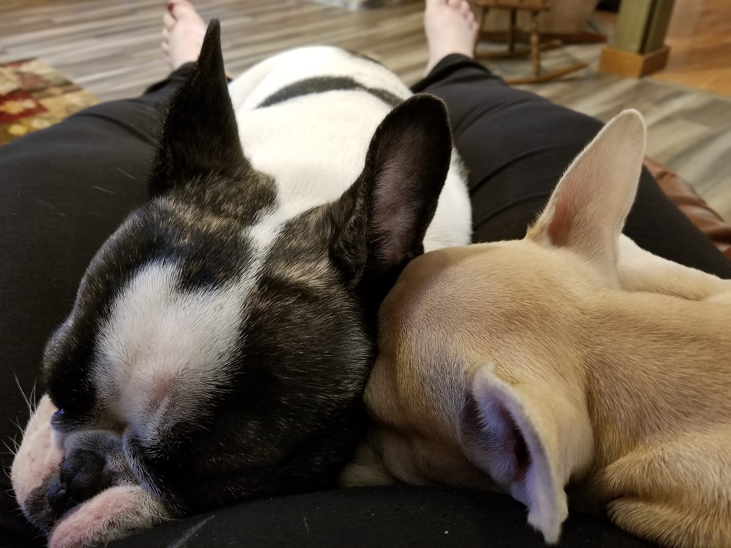two French Bulldogs sleeping on the lap of a woman sitting on the couch