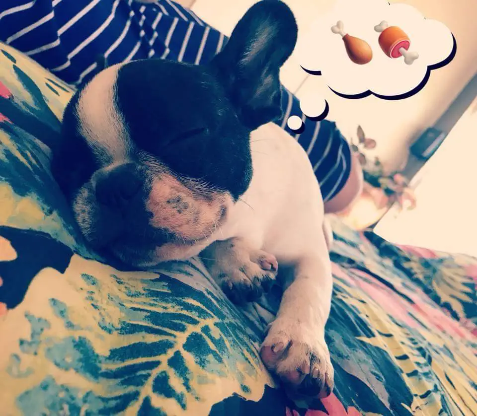 French Bulldog sleeping on the bed photo edited that he is thinking about chicken