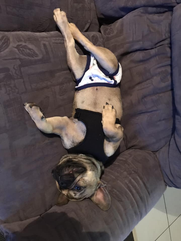 French Bulldog wearing a sleeveless shirt and a brief while lying on the couch