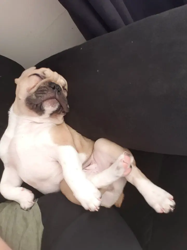 French Bulldog sleeping on the couch while sitting and its head is leaning on the side