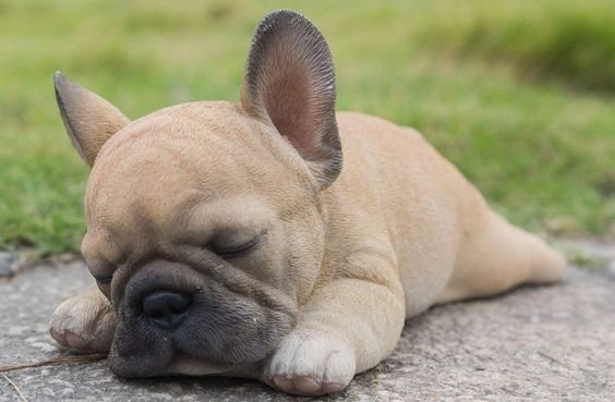 sleeping french bulldog