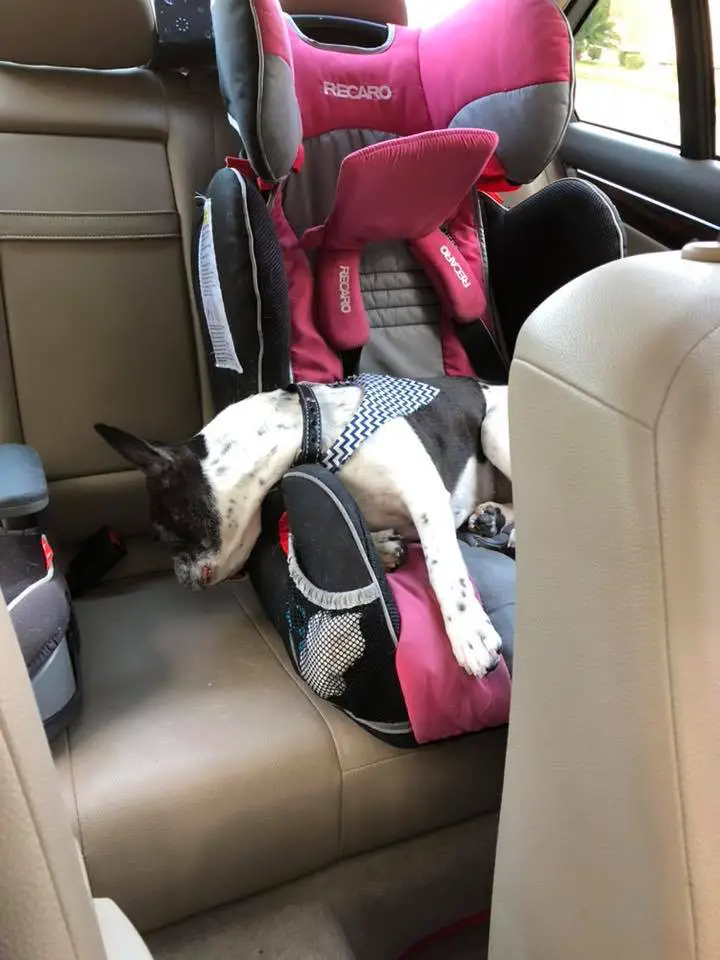 A French Bulldog sleeping on a baby car seat inside the car