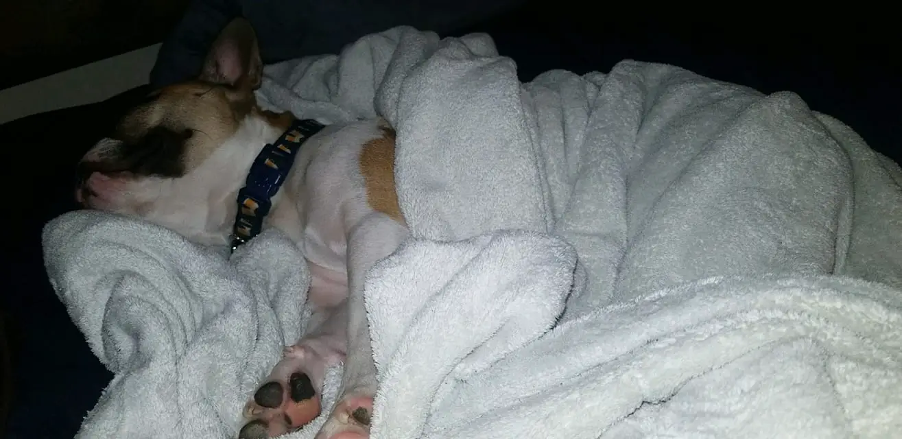 A French Bulldog sleeping on the bed while wrapped in a blanket