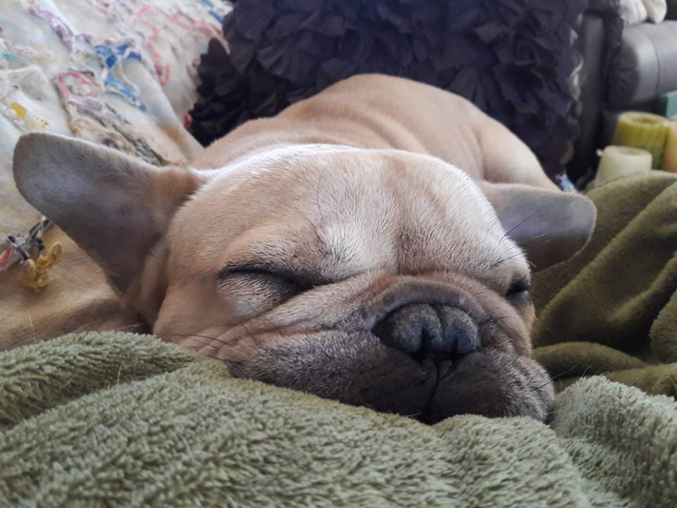 French Bulldog sleeping on the bed