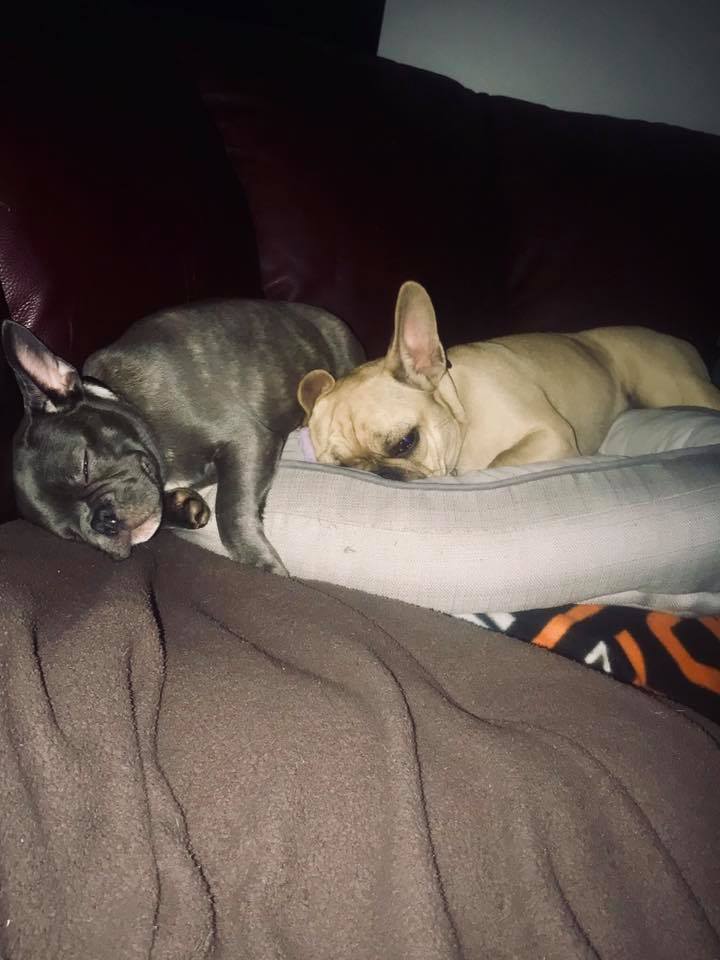 two French Bulldogs sleeping on the couch together