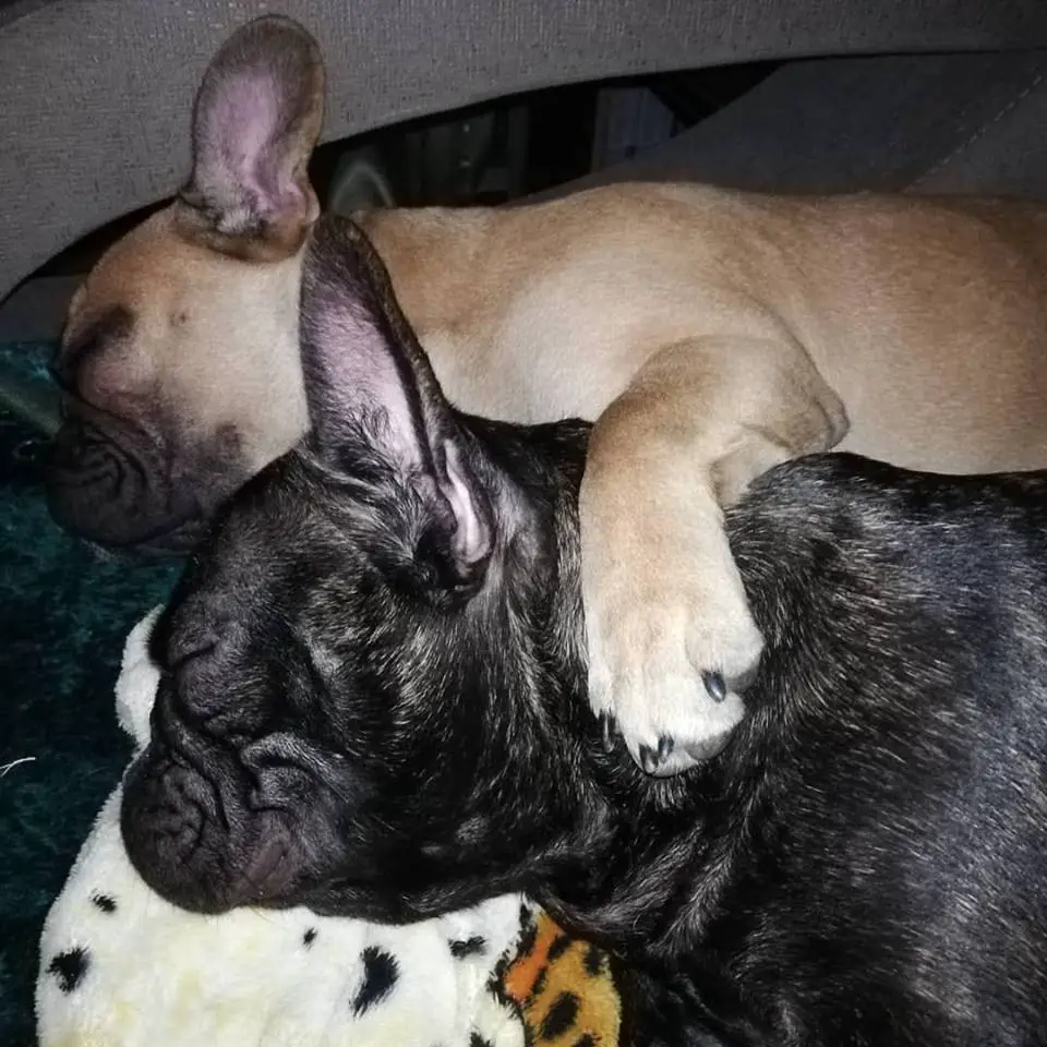 two French Bulldog sleeping next each other on its bed