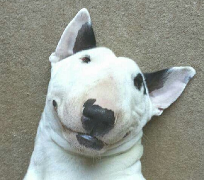 funny bull terrier