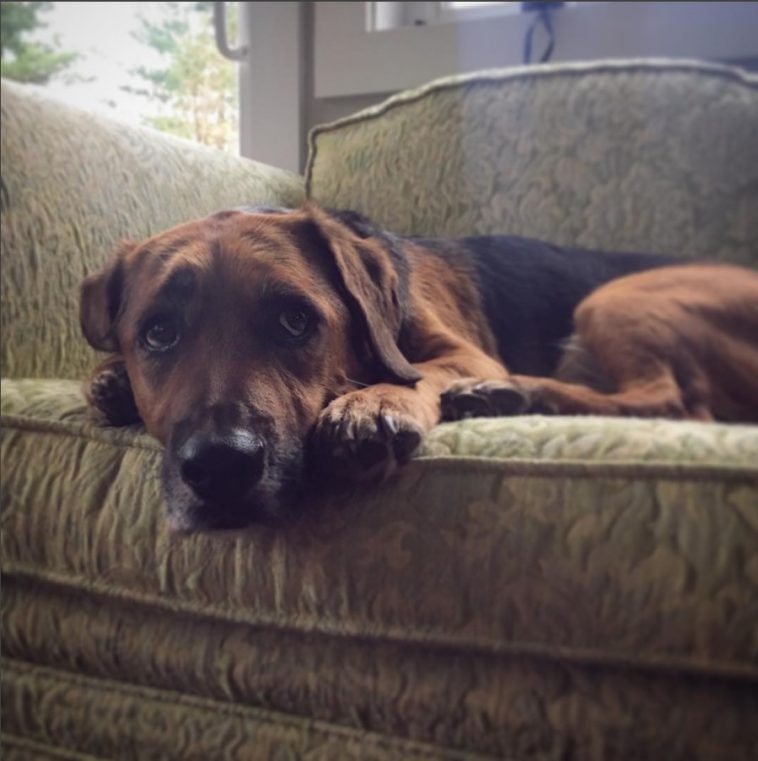 14 Basset Hounds Mixed With German Shepherd Page 2 of 5 The Paws