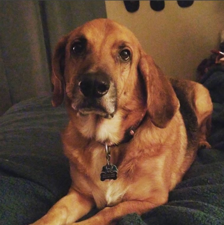 14 Basset Hounds Mixed With German Shepherd Page 3 of 5 The Paws