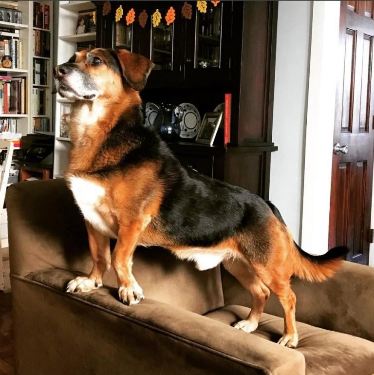 14 Basset Hounds Mixed With German Shepherd Page 3 of 5 The Paws