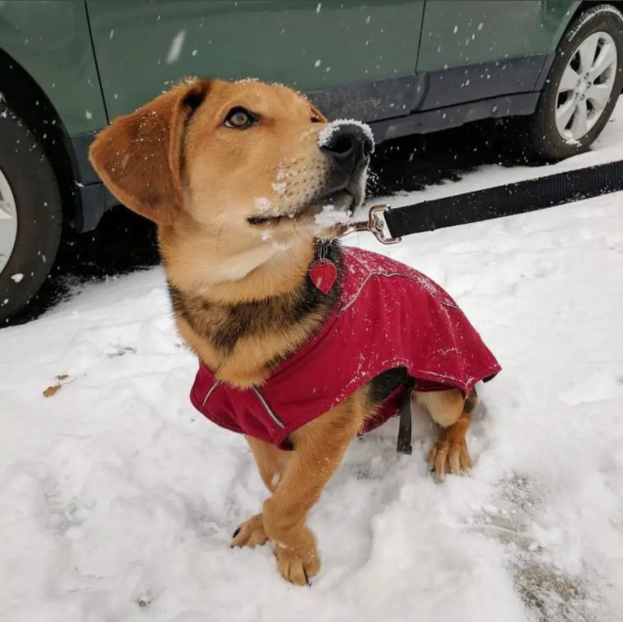 A Basset Shepherd staring at the snow flakes falling from the sky