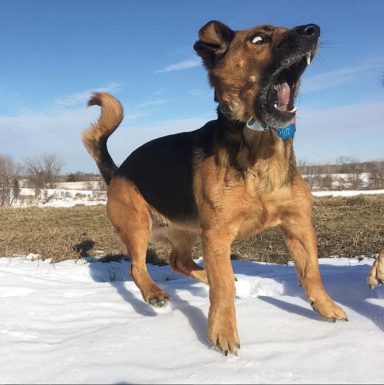14 Basset Hounds Mixed With German Shepherd The Paws