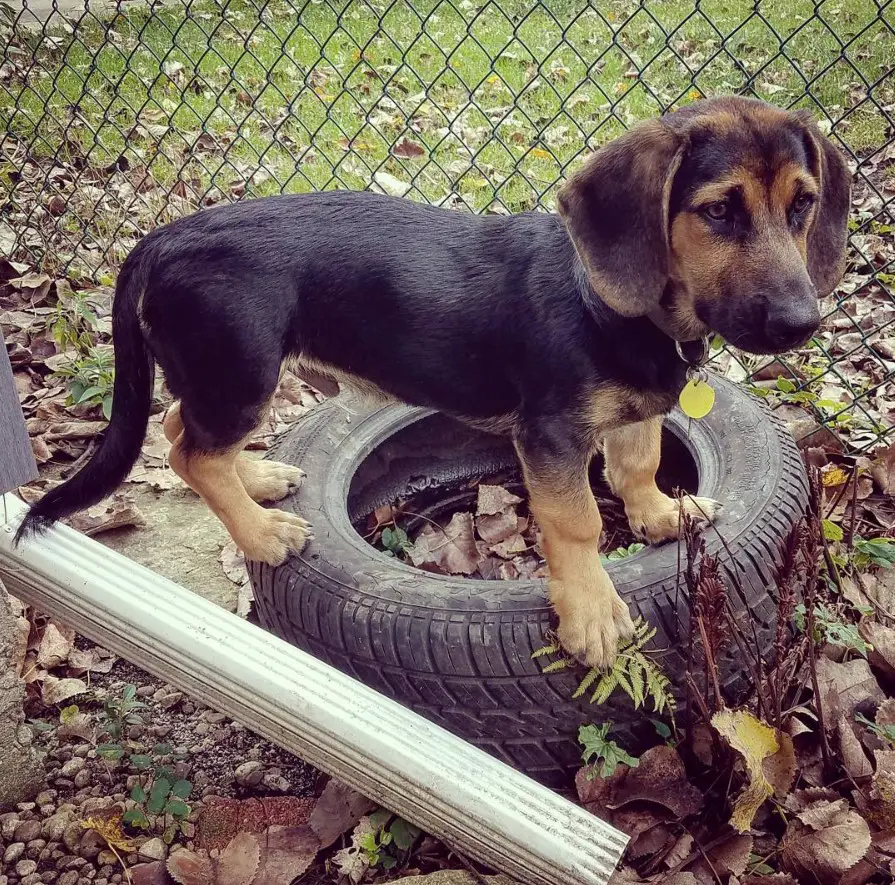 A Basset Shepherd puppy standing on top of a tire in the yard