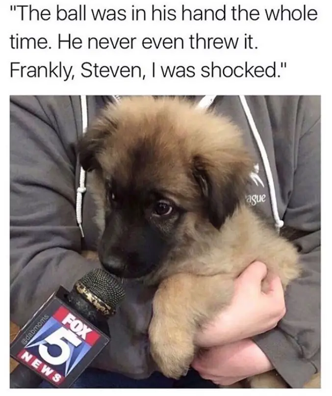 German Shepherd puppy with a fox news microphone close to its mouth while his in his owners arms photo with a text 