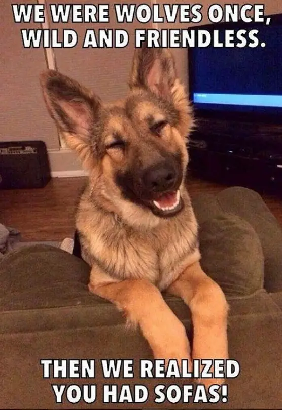 smiling German Shepherd with no eyes while in the couch photo with a text 