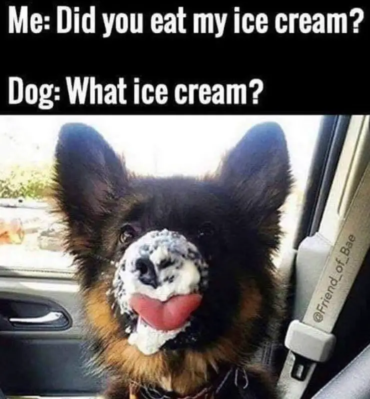 German Shepherd licking the smudged ice cream in its face photo with caption 