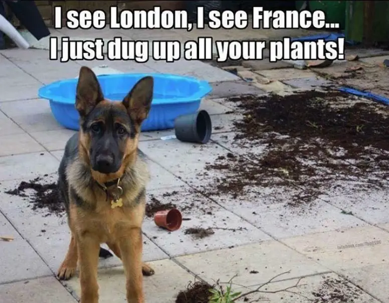 German Shepherd dog in the garden with scattered and spilled oil and plants on the pavement photo with a text 