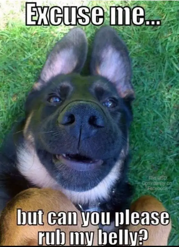 German Shepherd dog smiling while lying on its back in the green grass photo with a text 