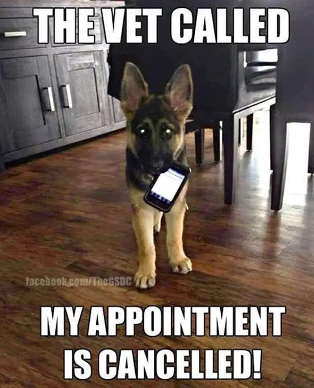 German Shepherd puppy with a phone in its mouth photo with a text 
