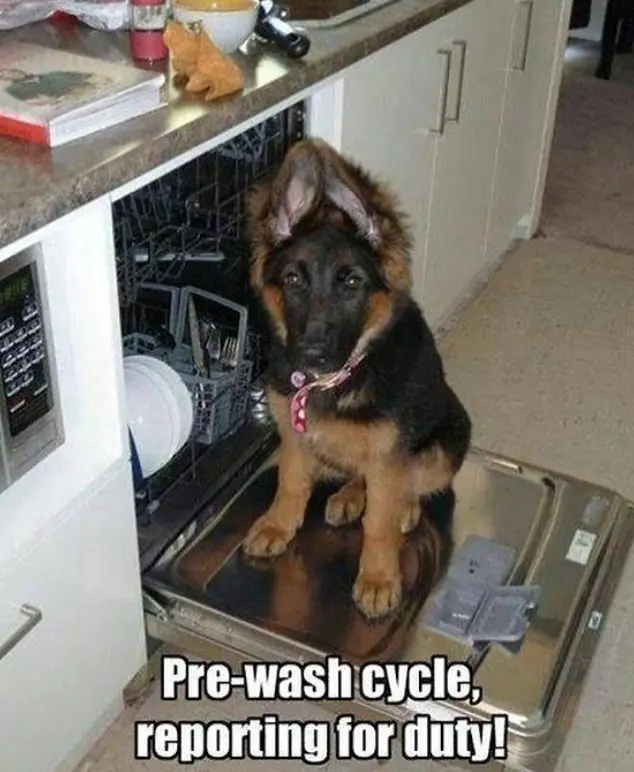 German Shepherd puppy sitting on top of a dishwasher cover photo with a text 