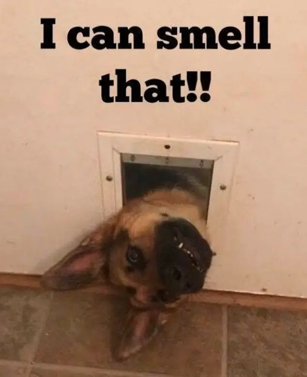 German Shepherd with its head on the cat door photo with a text 