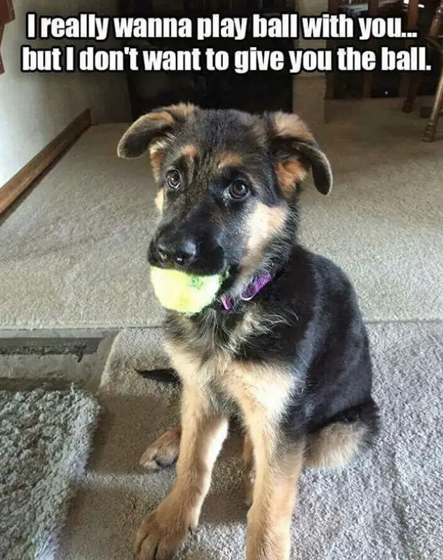 German Shepherd puppy sitting on the floor with a ball in its mouth photo with a text 