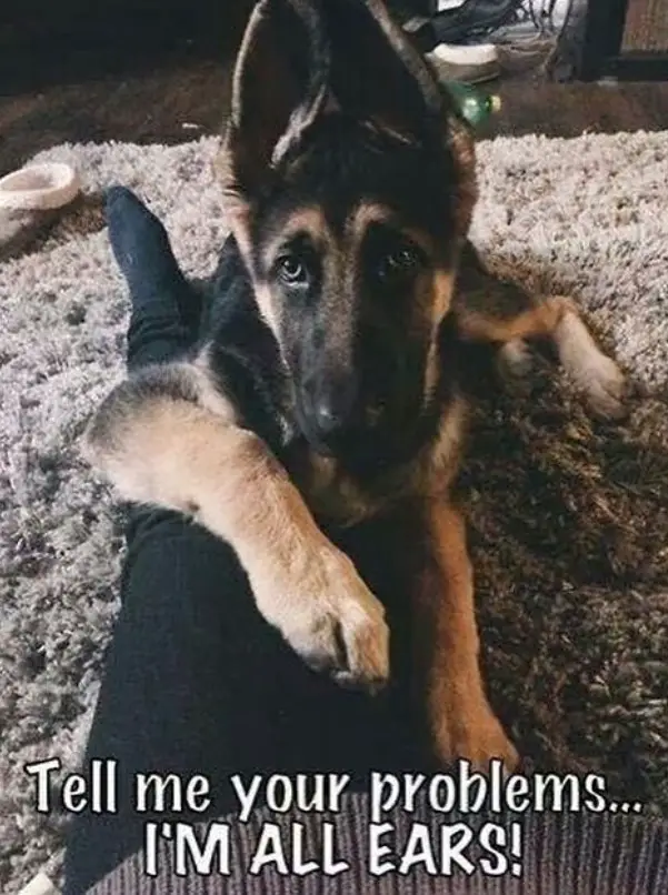 German Shepherd dog lying down on its owners legs on the floor photo with a text 