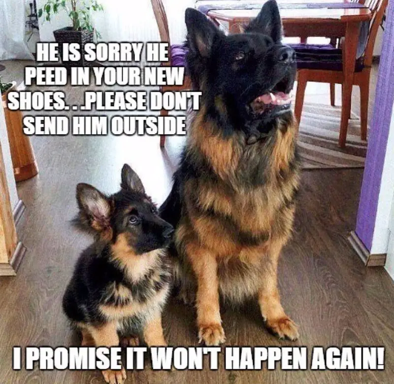 German Shepherd adult and puppy sitting on the floor while looking up photo with a text 